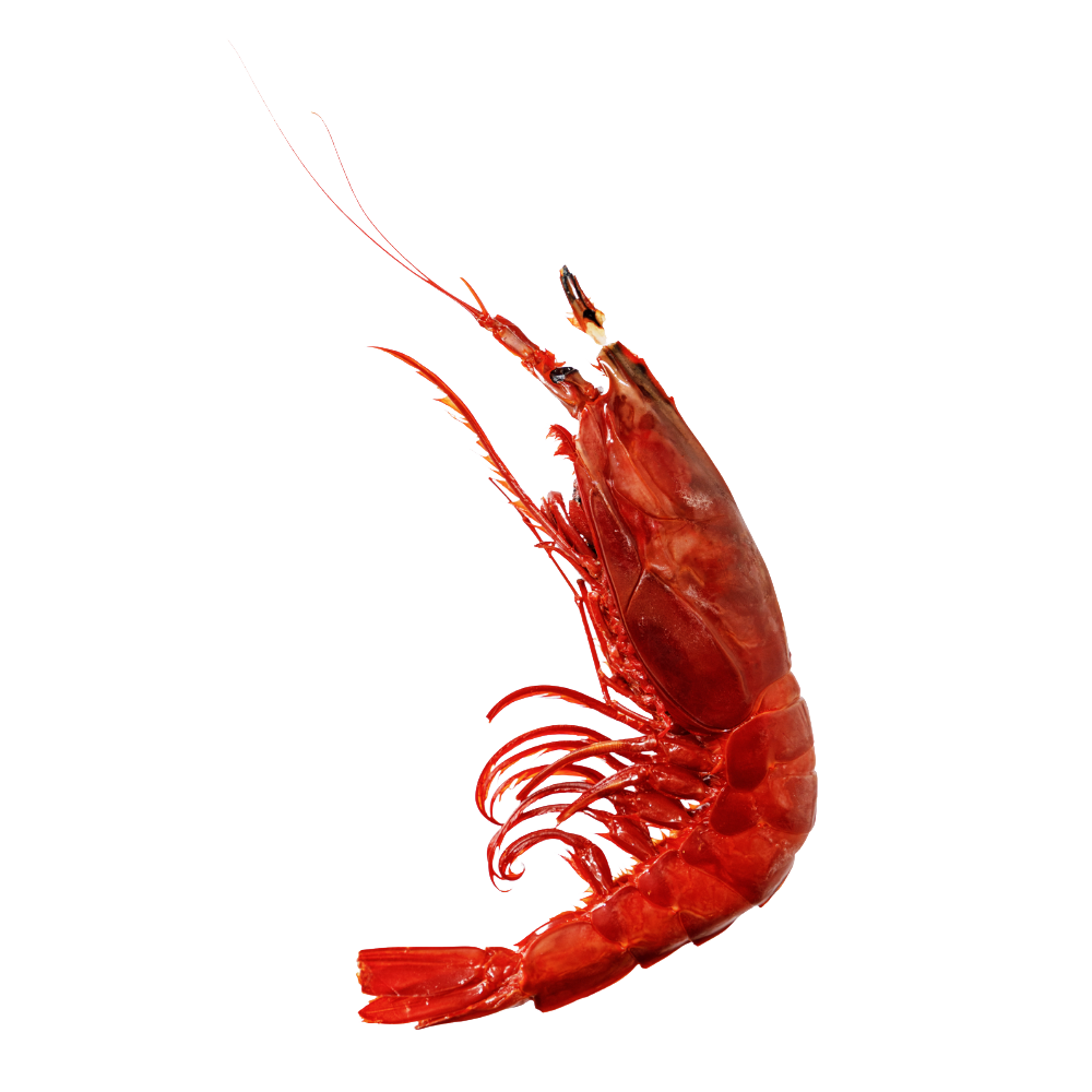 prawn5
